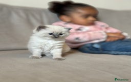 Ragdoll cats for sale: Exceptional Quality Ragdoll Kittens - Image 6