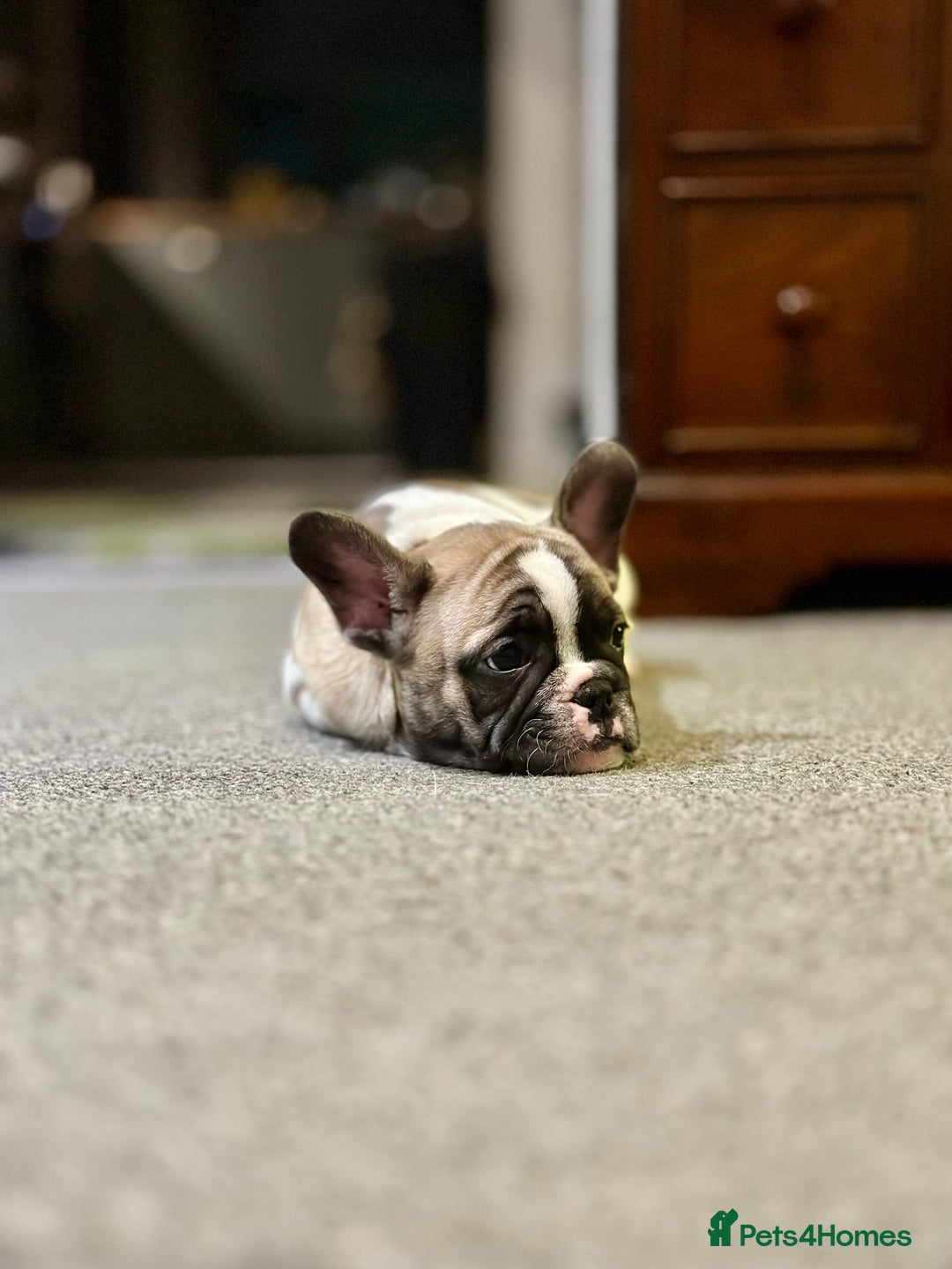 French Bulldog dogs for sale: Bolek the French bulldog for sale  - Advert 1