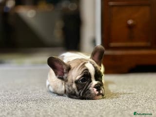 French Bulldog dogs Bolek the French bulldog for sale - Advert 1