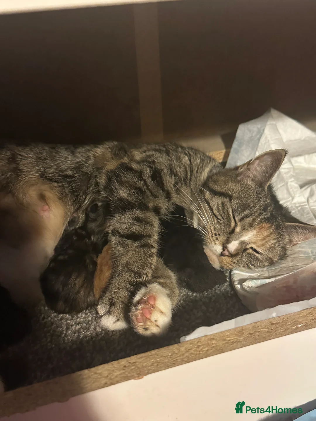 Mixed Breed cats for sale: Mixed breed cat  in Walsall - Advert 2