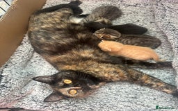 Mixed Breed cats for sale: 2 beautiful kittens for sale  - Image 10