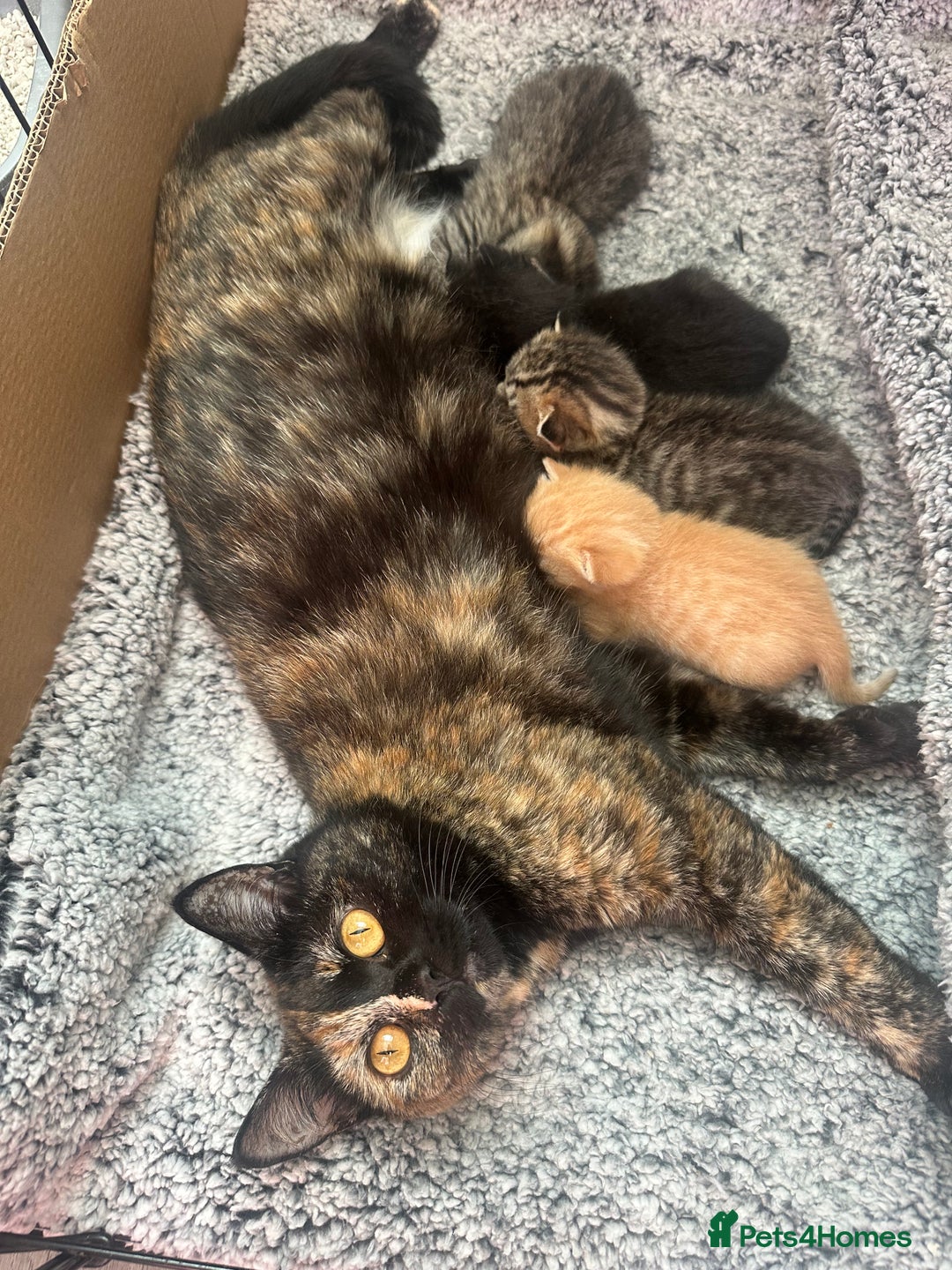 Mixed Breed cats for sale: 2 beautiful kittens for sale  - Image 10