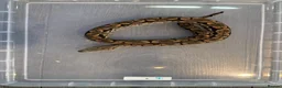 Boa Snake reptiles for sale: Dumeril Boas - Advert 4