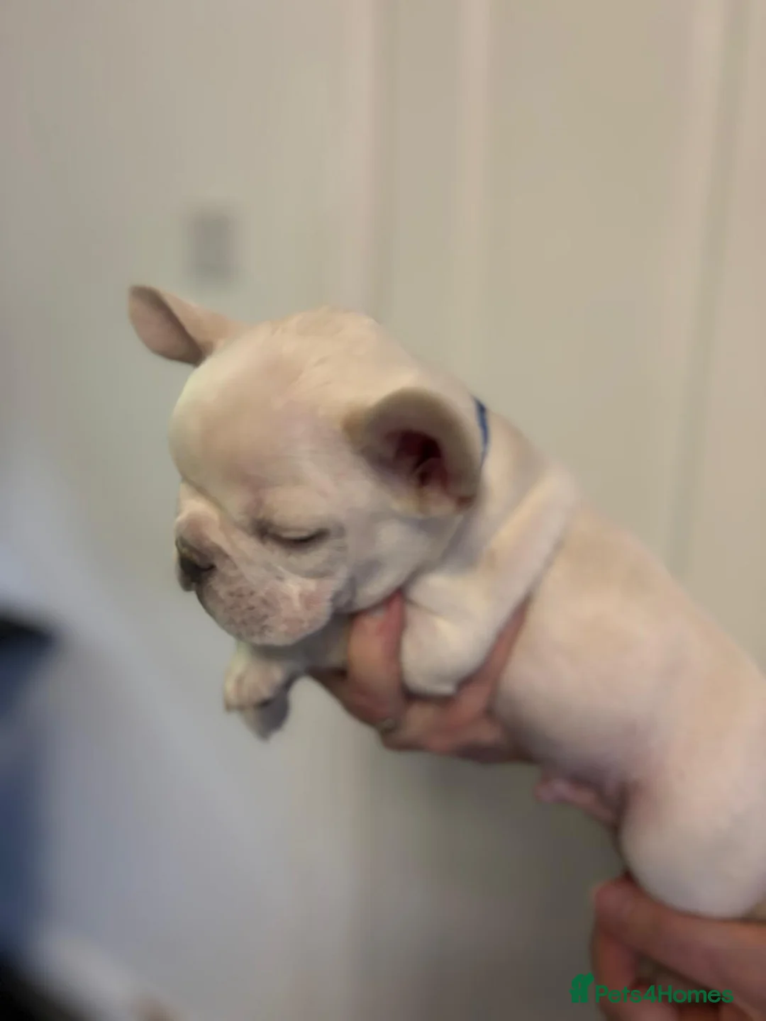 French Bulldog dogs for sale: Ready - Lilac Platinum - Fluffy Carriers - Advert 14