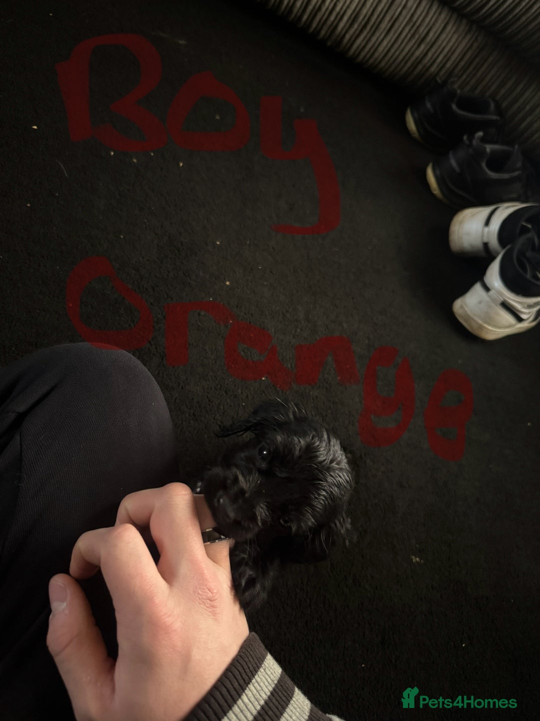 Cocker Spaniel dogs for sale: 3 Black cocker spaniels ready 8th December - Advert 5