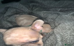 French Bulldog dogs for sale: REDUCED!!🥰Ready SOON 🐾 French bulldog puppies - Image 7