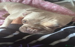 French Bulldog dogs for sale: Stunning platinum and lilac fawn boys and girls - Image 2