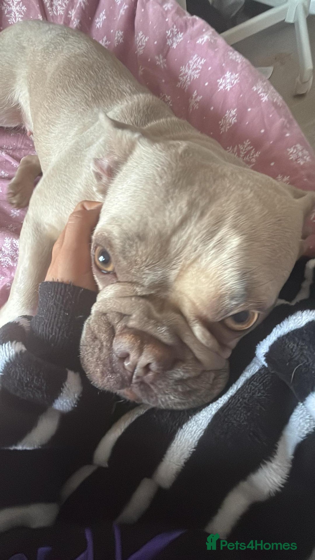 French Bulldog dogs for sale: Stunning platinum and lilac fawn boys and girls - Image 2