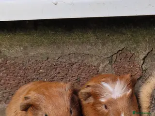 Guinea Pig rodents 2 handsome boys / ready 24th march 26 - Advert 13