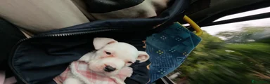 Mixed Breed Puppy 2