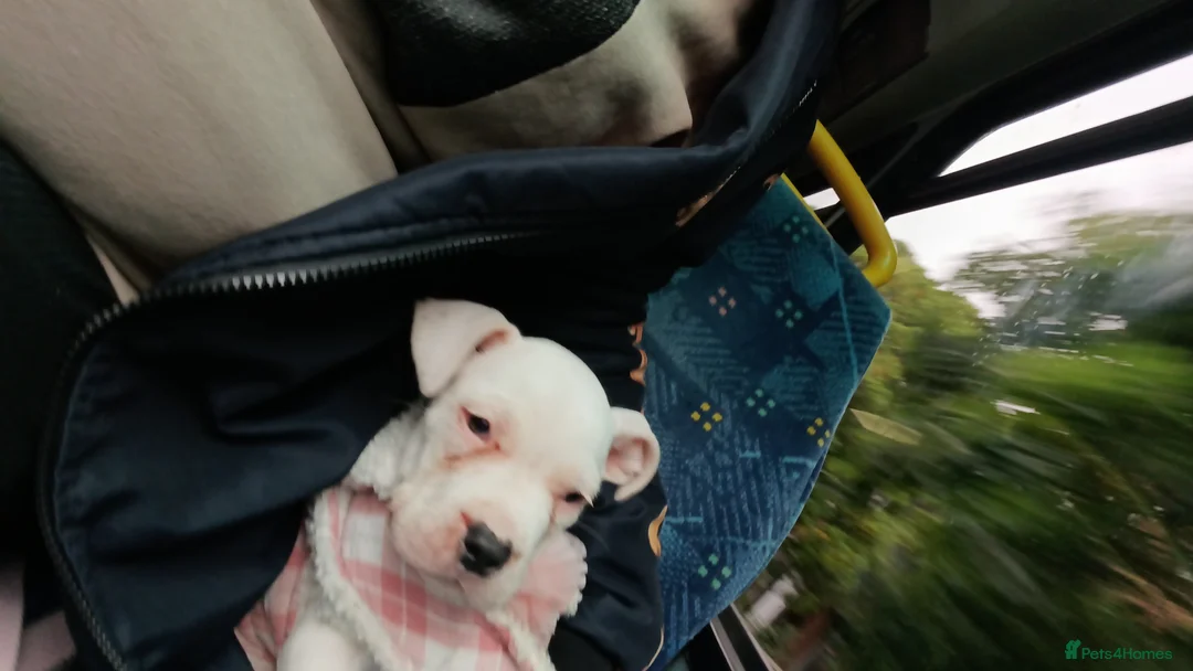Mixed Breed dogs for sale: Staffordshire bull terrier x american bulldog - Advert 2