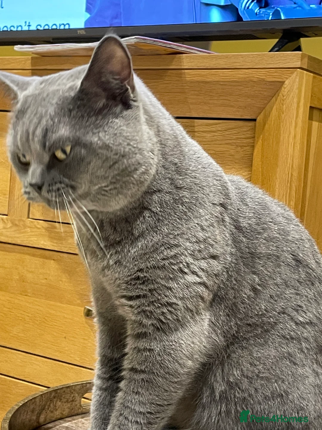 British Shorthair cats for stud: British shorthair blue cat for stud - Advert 2