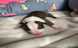 English Bull Terrier dogs for sale: English bull terrier puppy’s  - Image 19