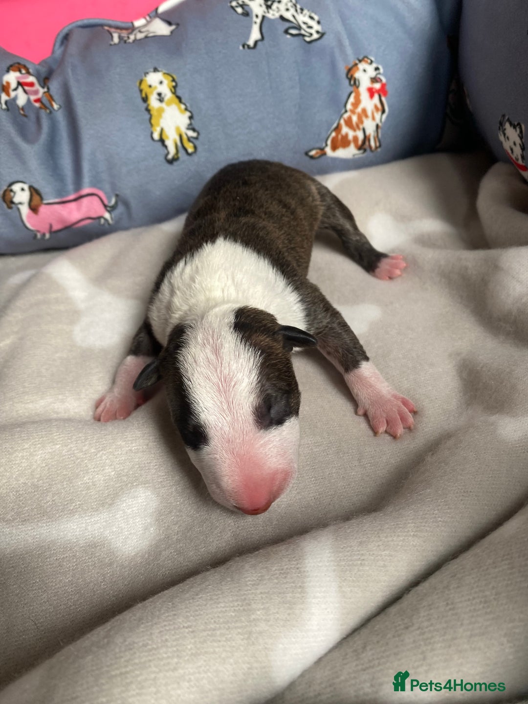 English Bull Terrier dogs for sale: English bull terrier puppy’s  - Image 19