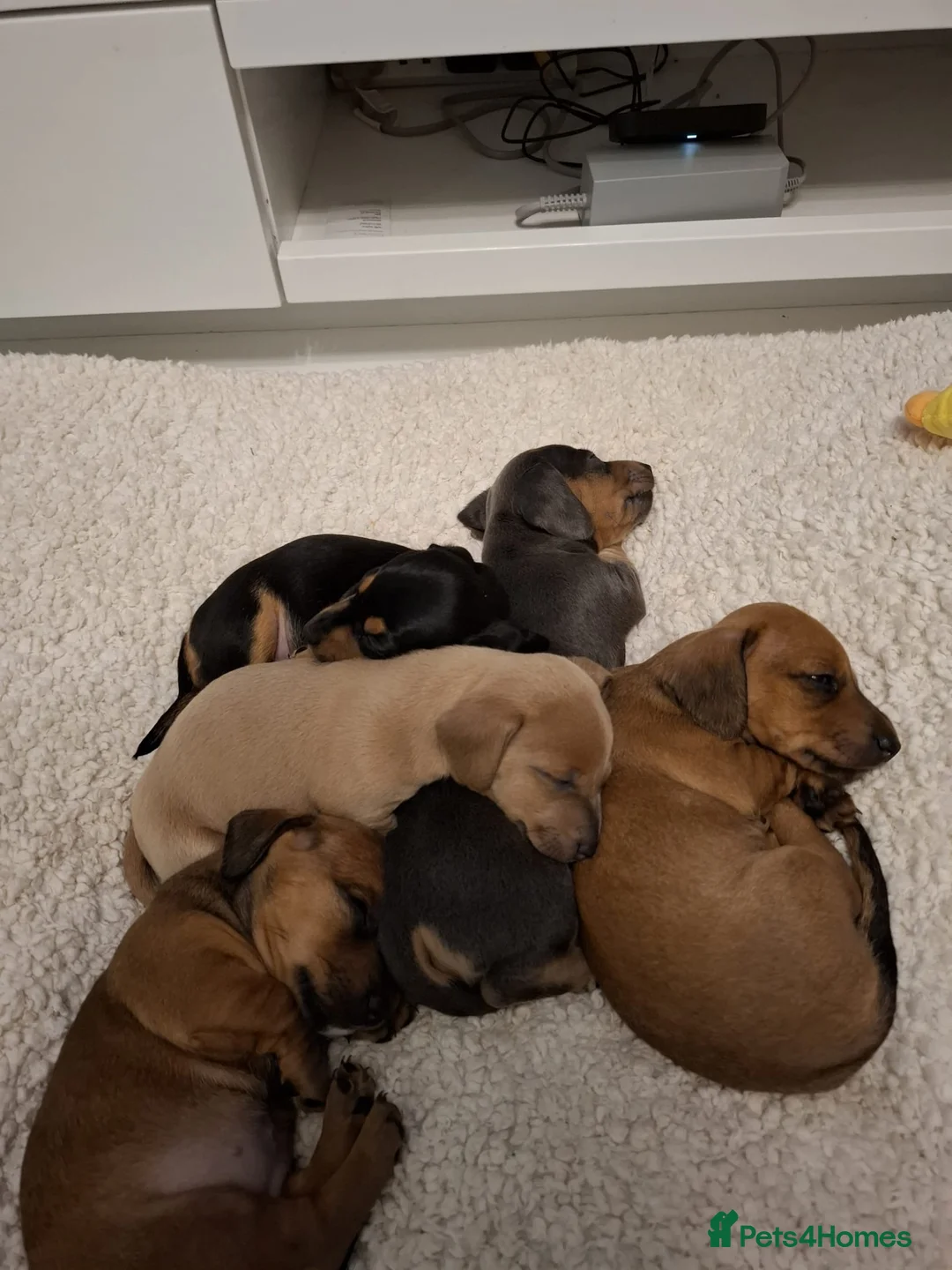 Mixed Breed dogs for sale: Daxiijack/ dachshund  in Wishaw - Advert 1