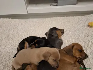 Mixed Breed dogs Daxiijack/ dachshund - Advert 3