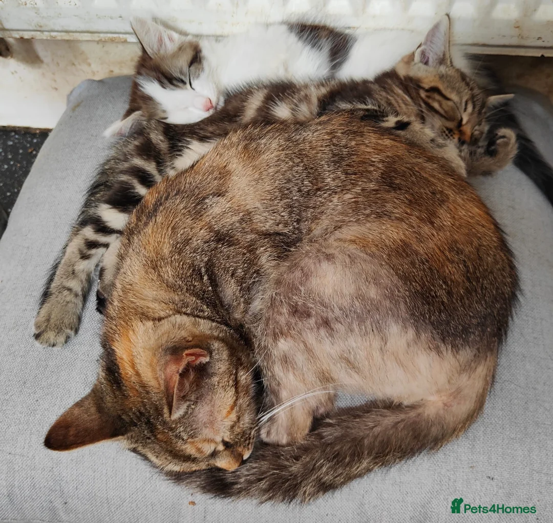 Mixed Breed cats for sale: Two gorgeous boys - Advert 1