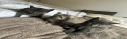 Mixed Breed cats for sale: Beautiful kittens  - Advert 38