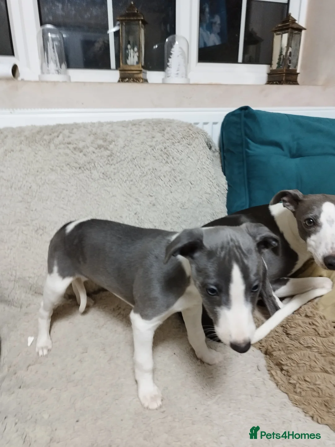 Whippet dogs for sale: Beautiful KC registered whippet puppies  - Advert 6
