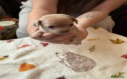 Chihuahua dogs for sale: Chihuahua puppies - Image 3