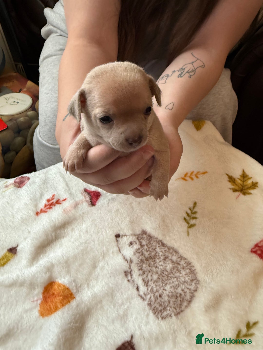 Chihuahua dogs for sale: Chihuahua puppies - Image 3