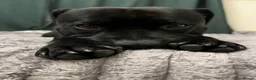 Staffordshire Bull Terrier dogs for stud: STUNNING STAFFORDSHIRE BULL TERRIER STUD - Advert 4