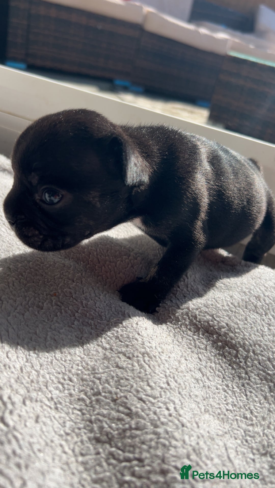 French Bulldog dogs for sale: 2 French bull dog puppies  - Image 7
