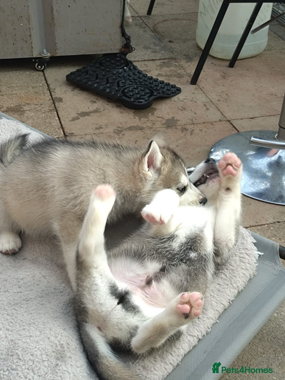 Siberian Husky dogs for sale: Beautiful husky  - Image 7