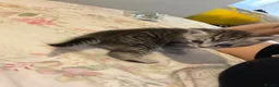 British Shorthair cats for sale: British shorthair /russian blue kittens  - Advert 15