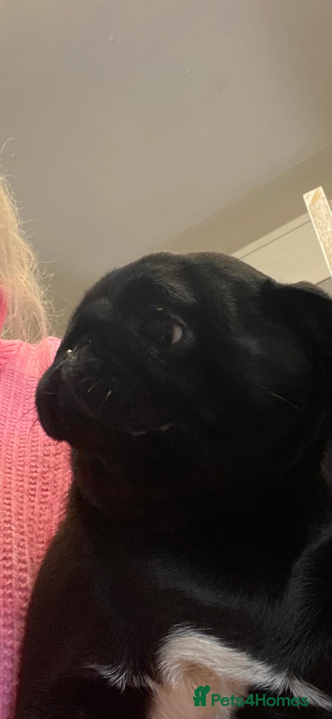 Pug dogs for sale: Black girl pug  - Advert 2