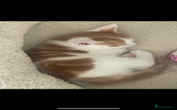 Mixed Breed cats for sale: Beautiful ginger and white kittens - Image 6
