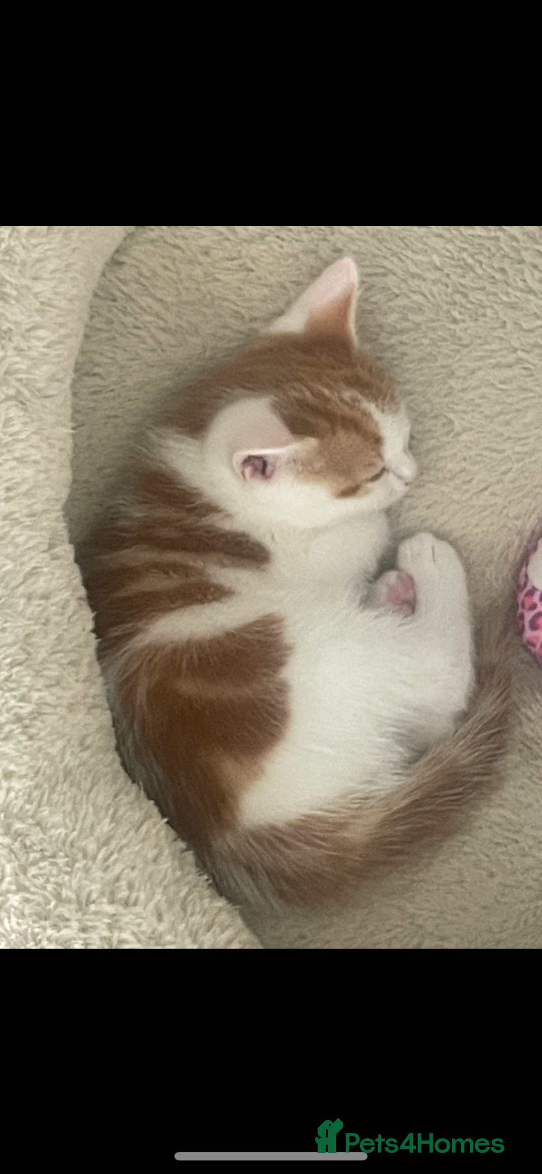 Mixed Breed cats for sale: Beautiful ginger and white kittens - Image 6