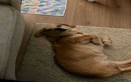 Mixed Breed dogs for adoption: HERSEY  - Advert 8