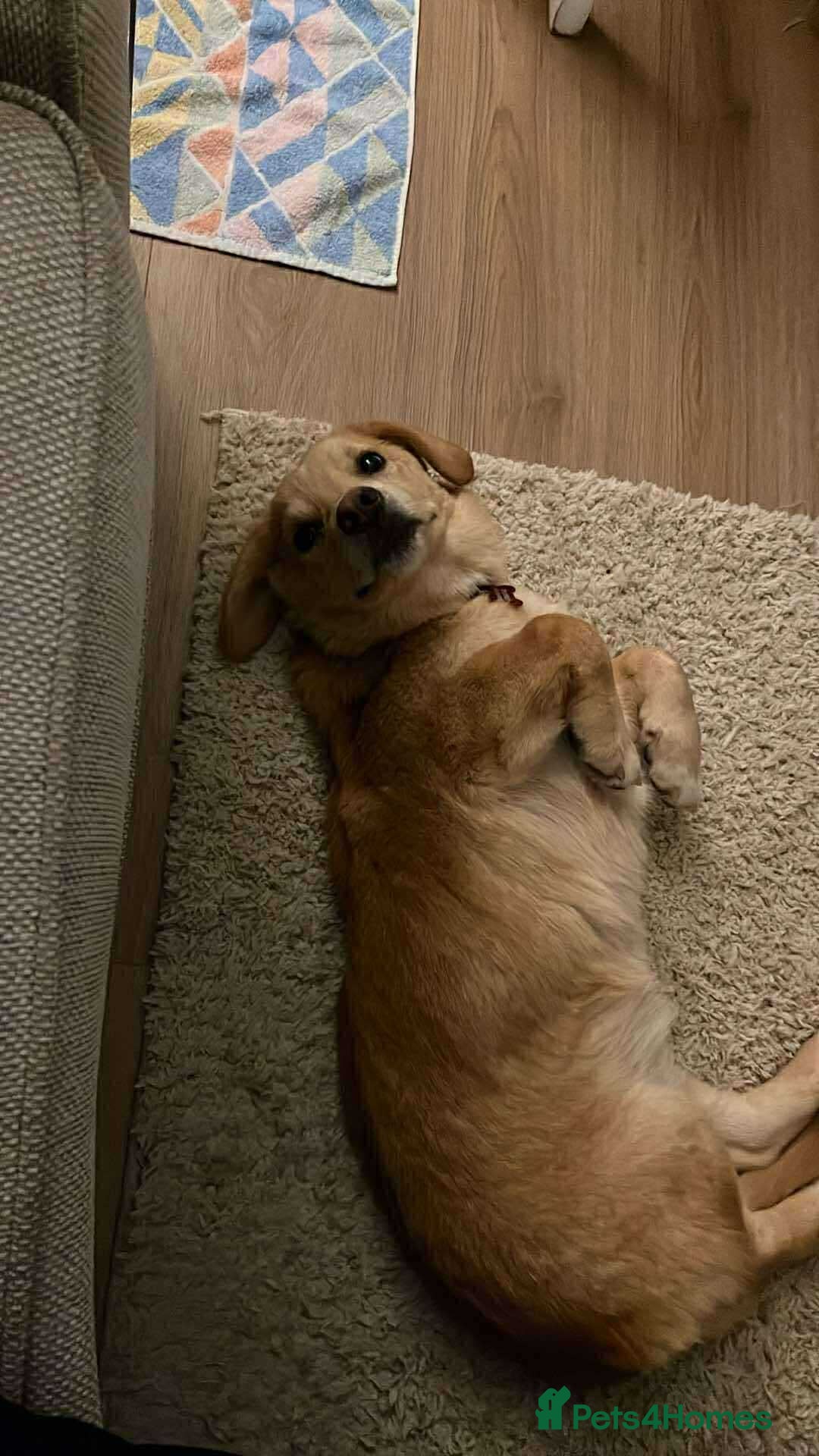 Mixed Breed dogs for adoption: HERSEY  - Advert 8