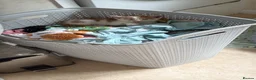 Mixed Breed cats for sale: Gorgeous kittens for sale in Stroud - Advert 4