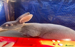 Rex rabbits for sale: Mini Rex READY TO LEAVE NOW  in Kidderminster - Image 7