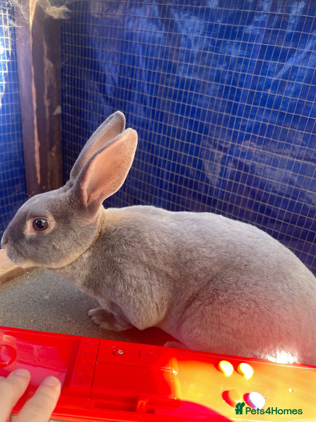 Rex rabbits for sale: Mini Rex READY TO LEAVE NOW  in Kidderminster - Image 7