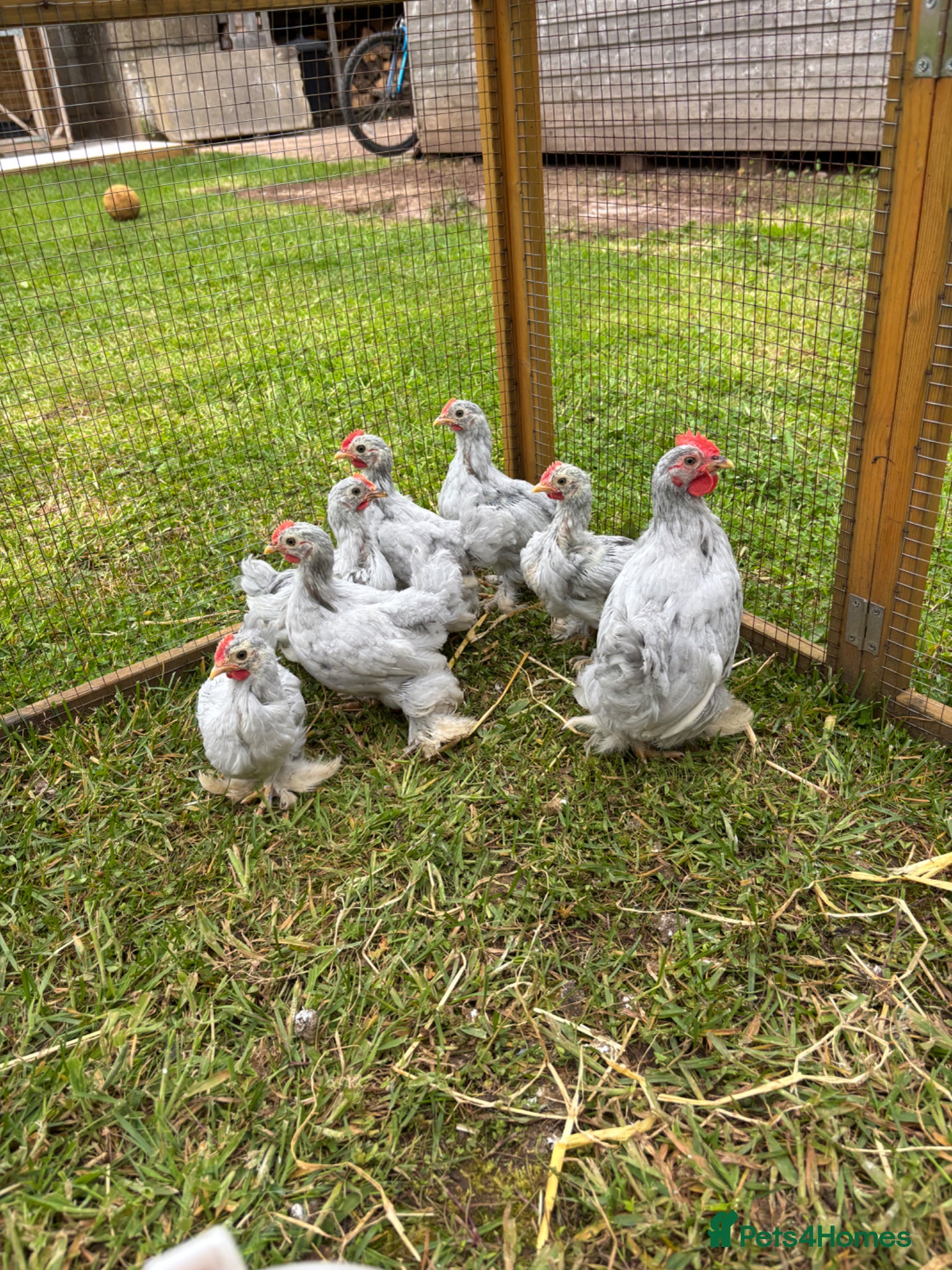 Chickens poultry Lavender Pekin chicks - Advert 14