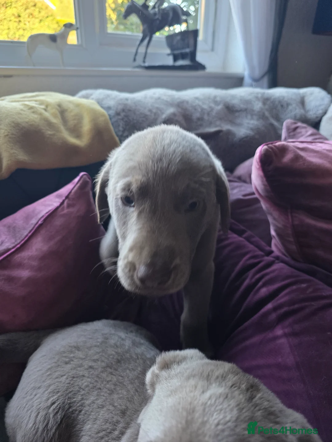 Labrador Retriever dogs for sale: Silver labradors  - Advert 17