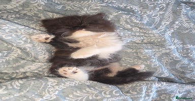 Persian cats - Advert 16