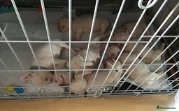 French Bulldog dogs for sale: French bulldog puppies  - Image 23