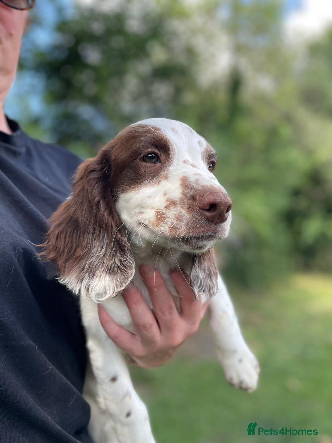 English Springer Spaniel dogs for sale: English Springer Spaniel Pups For Sale - Image 20