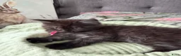 Maine Coon cats for sale: 7 mainecoon cross kittens in Kingsbridge - Advert 13