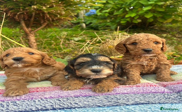 Cockapoo dogs - Advert 8