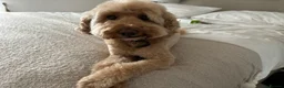 Cavapoo dogs for sale: Apricot female Cavapoo 9 years old in Westerham - Advert 4