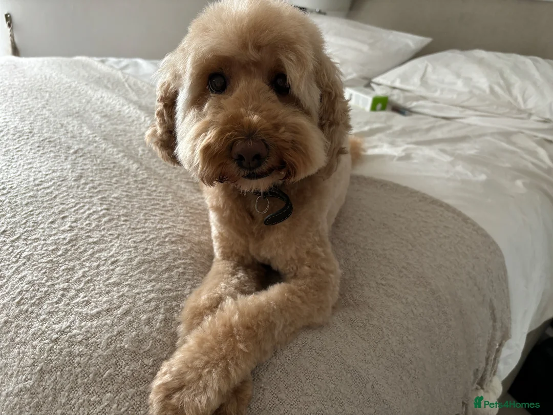 Cavapoo dogs for sale: Apricot female Cavapoo 9 years old in Westerham - Advert 4