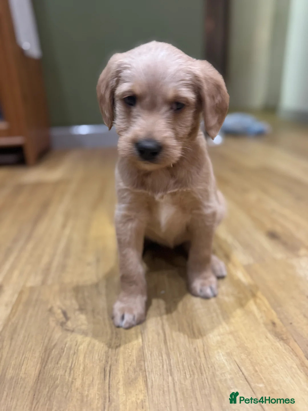 Labradoodle dogs for sale: Labradoodle F1 Puppies Health Tested Parents   - Advert 26