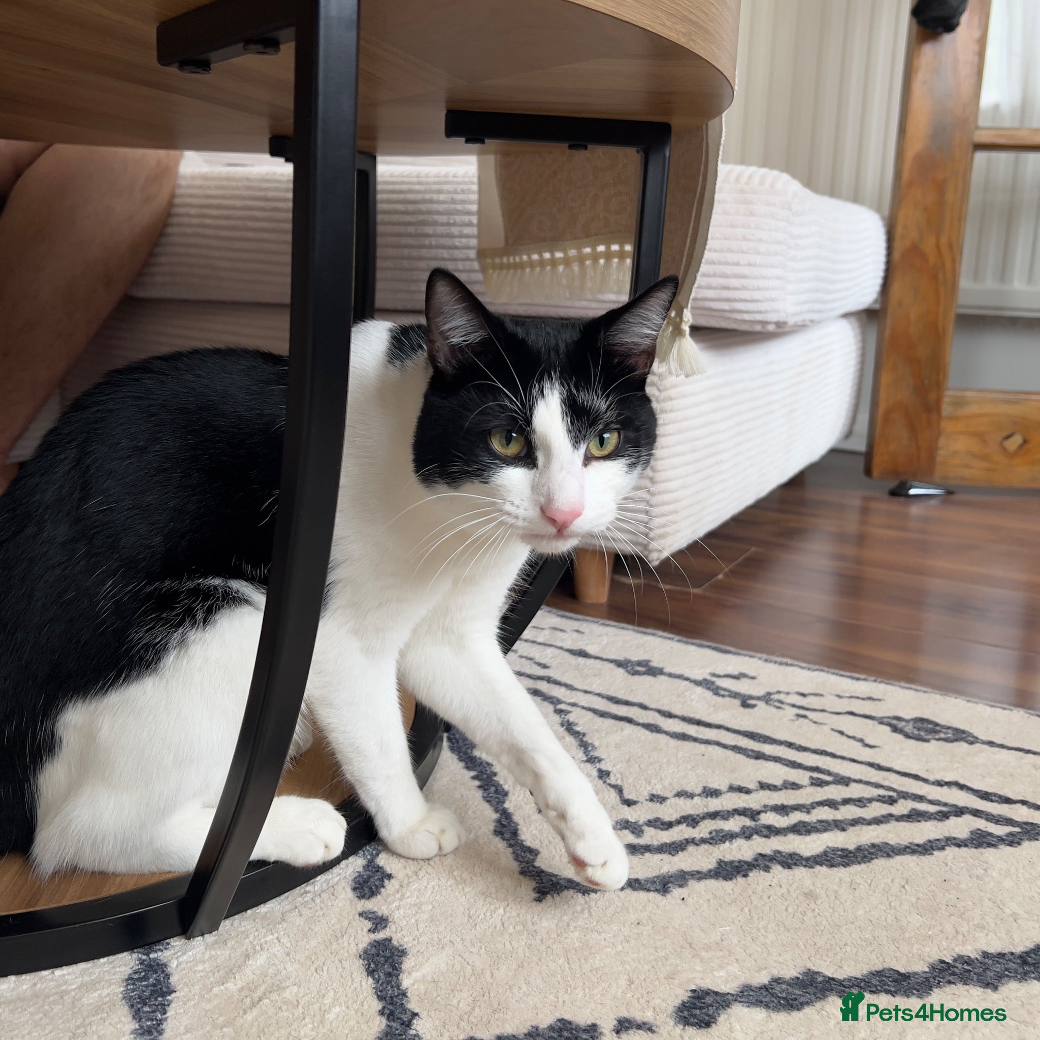 Mixed Breed cats Texudo male cat - Advert 1