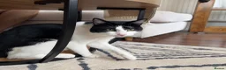 Mixed Breed cats for sale: Equipped texudo male cat - Advert 1