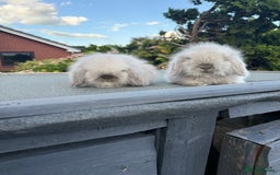 Mini Lion Lop rabbits for sale: Mini lionlops - Image 1